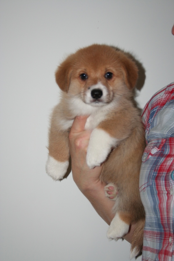 Puppies